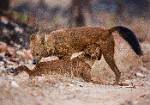 indian wild dogs